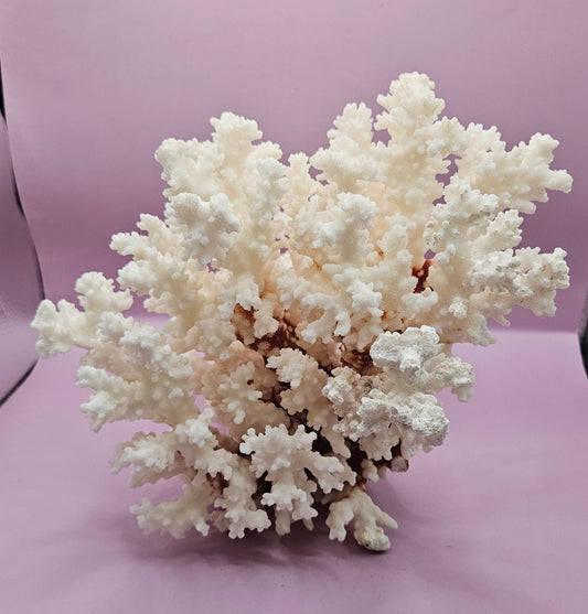 Vintage Brownstem Coral - Natural Decorative Specimen (9.5x8.5x7")