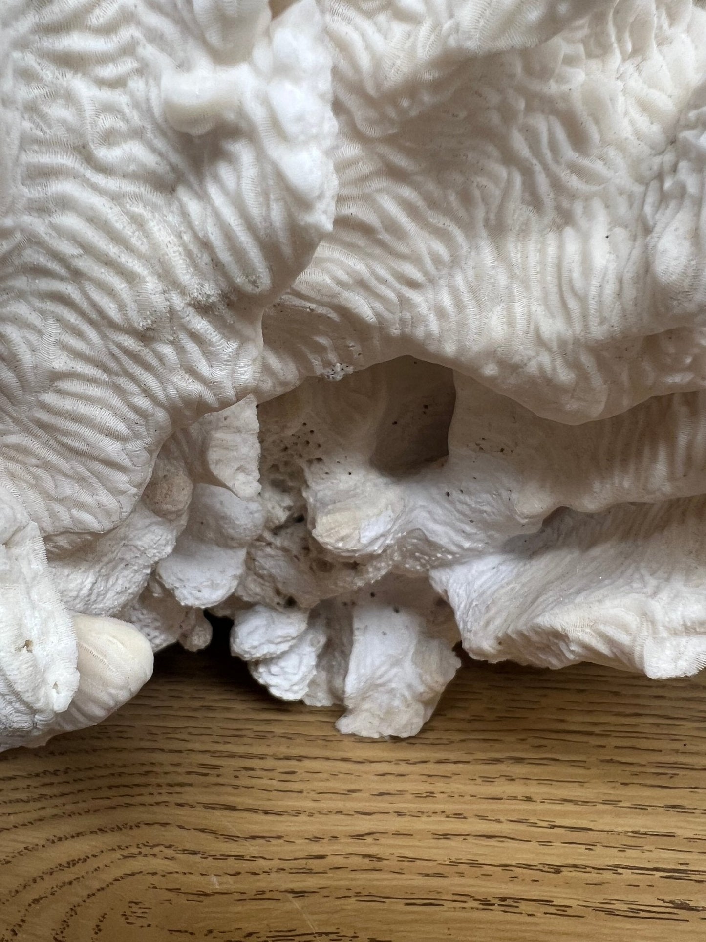 Vintage Giant Rugosa- 17"