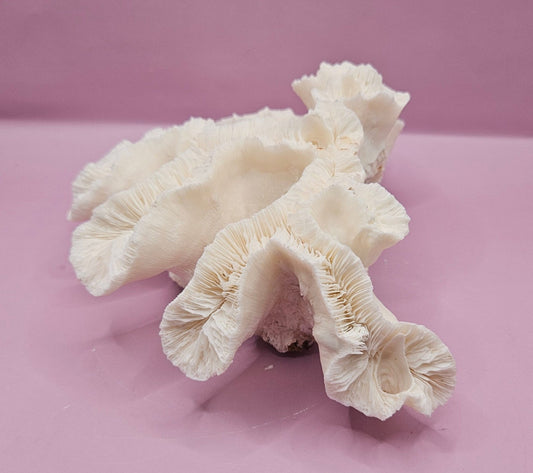 Vintage Open Brain Coral Decorative Piece - 8.5"x6"x3.25"