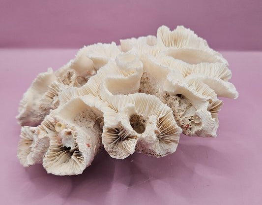 Vintage Open Brain Coral Decorative Piece - 9"x8.75"x3.5" Fluted Branches