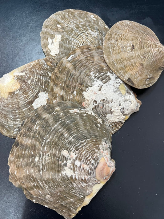 Vintage Raw Mother Of Pearl Shell