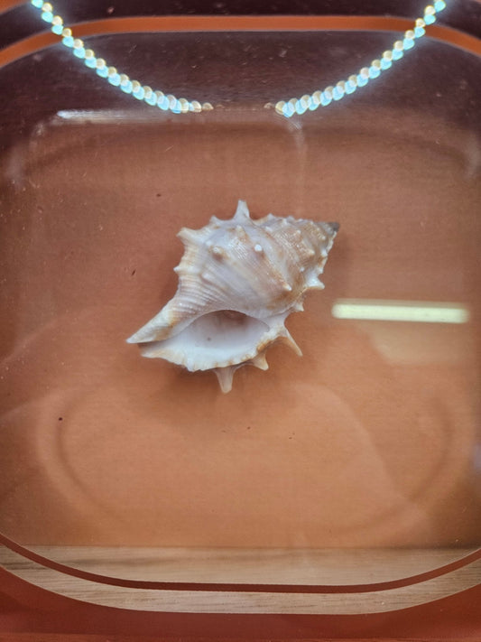 Vintage Shadow Box with Shell Display – 8.5"x6.25"