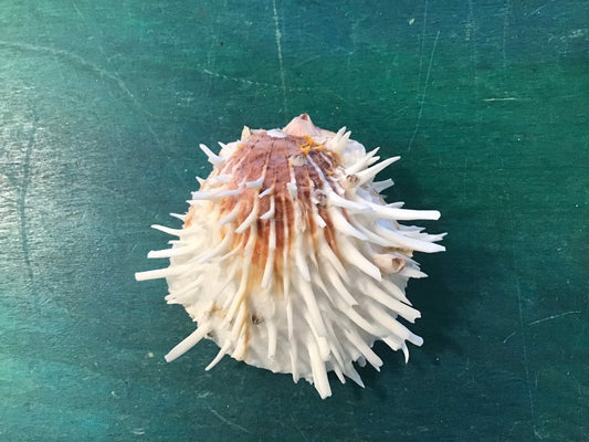Vintage Spondylus 4"