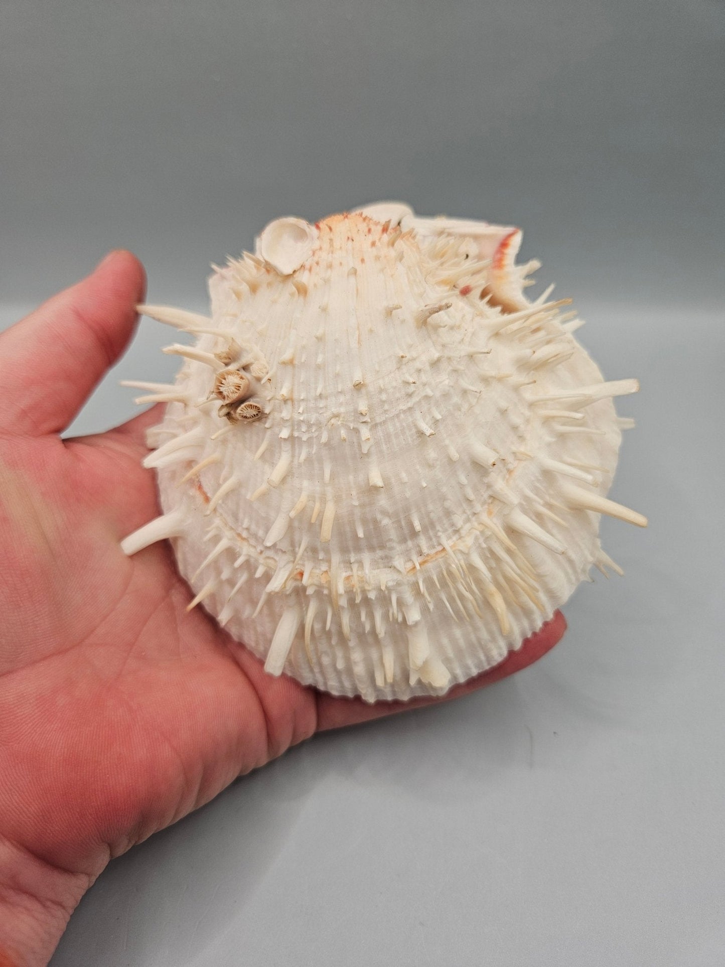 Vintage Spondylus Shell – 4.5" x 4.8" x 2" Natural Ocean Collectible