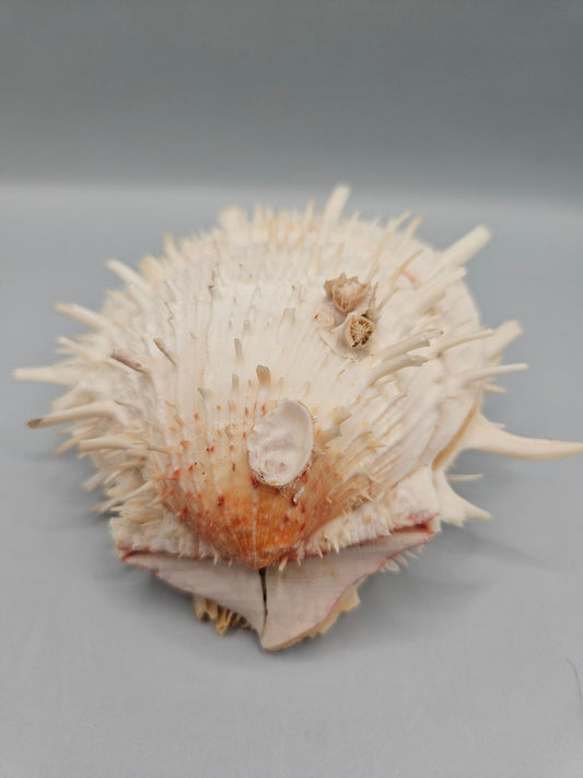 Vintage Spondylus Shell – 4.5" x 4.8" x 2" Natural Ocean Collectible