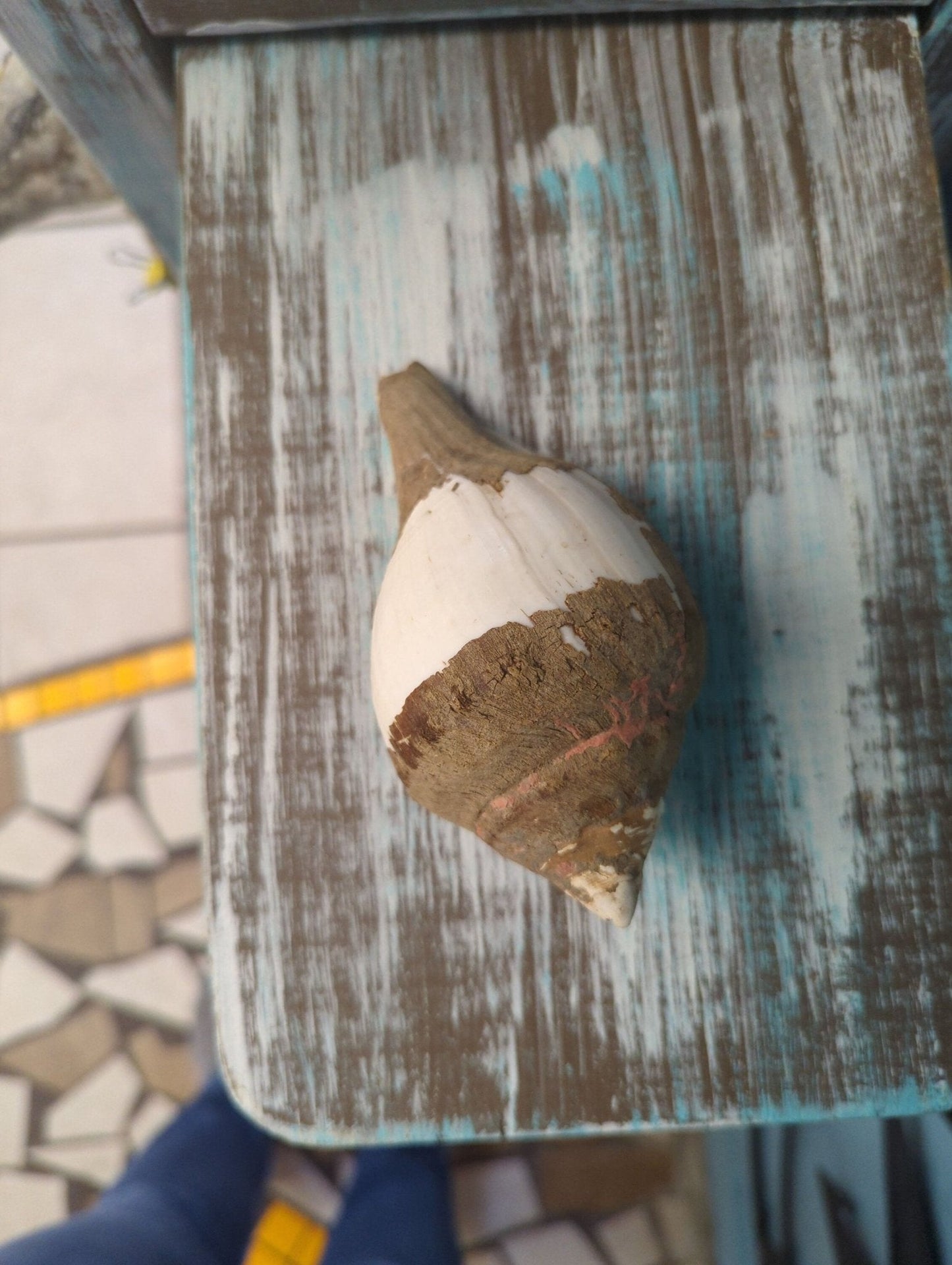 Vintage Turbinella pyrum Sacred Chank Shell with Periostracum – 5" Brown & White Indian Ocean Divine Conch Display Shell