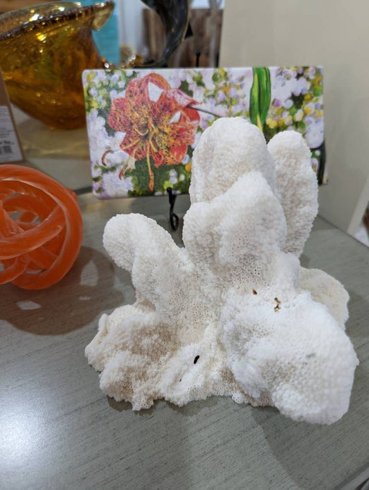 Vintage White Catspaw Coral Cluster Authentic Reef Decor