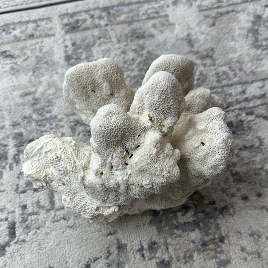 Vintage White Cauliflower Coral - 10"x7"x8"