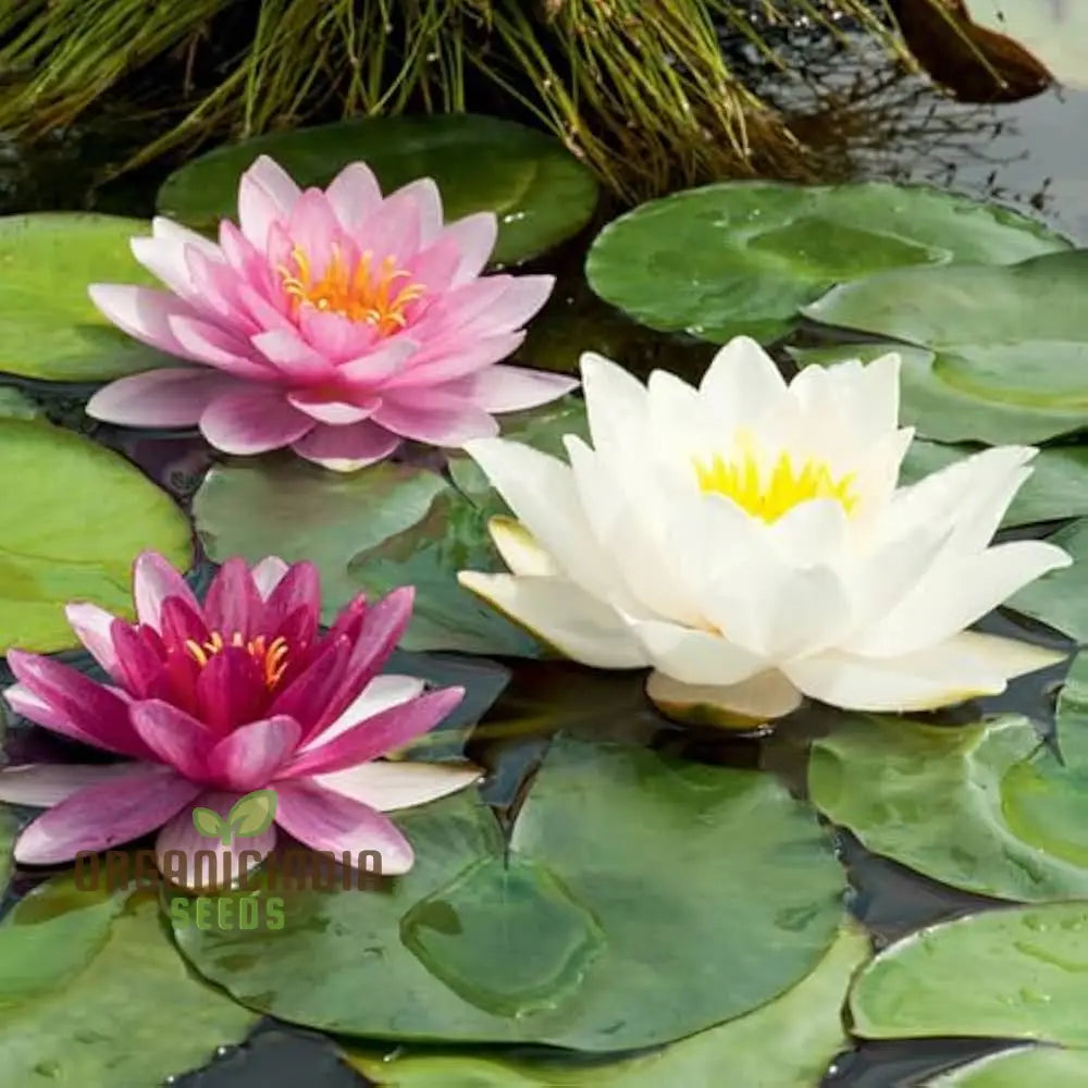 Waterlily Lotus Kamal Flower Seeds for Home Garden , Eco Pack (Red), Non GMO Flower Seeds for Gardening and Planting Ideal for Home Garden Enthusiasts Seeking Beautiful Blooms