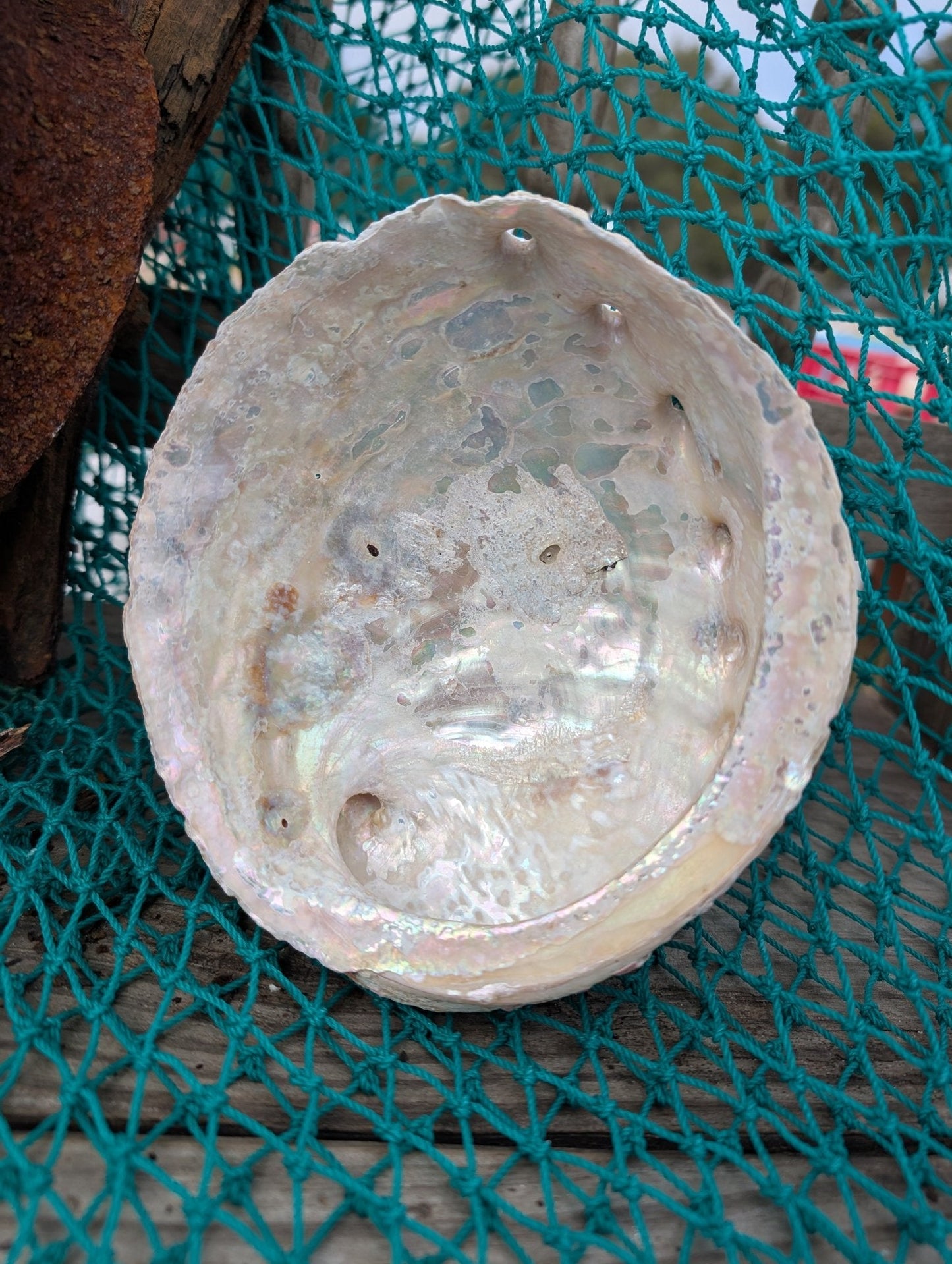 White Abalone Shell - Haliotis Sorenseni