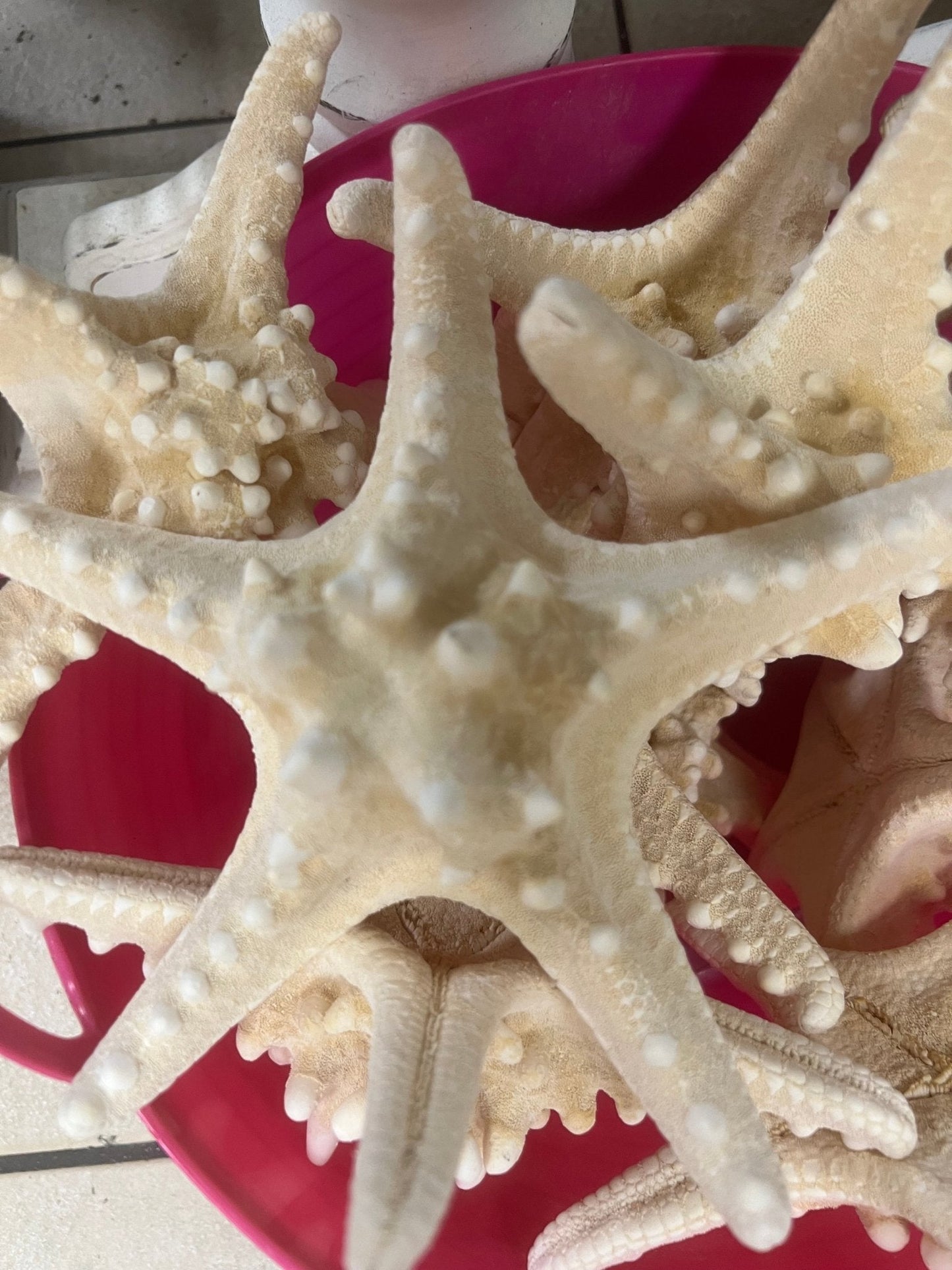 White Armoured Knobby Starfish