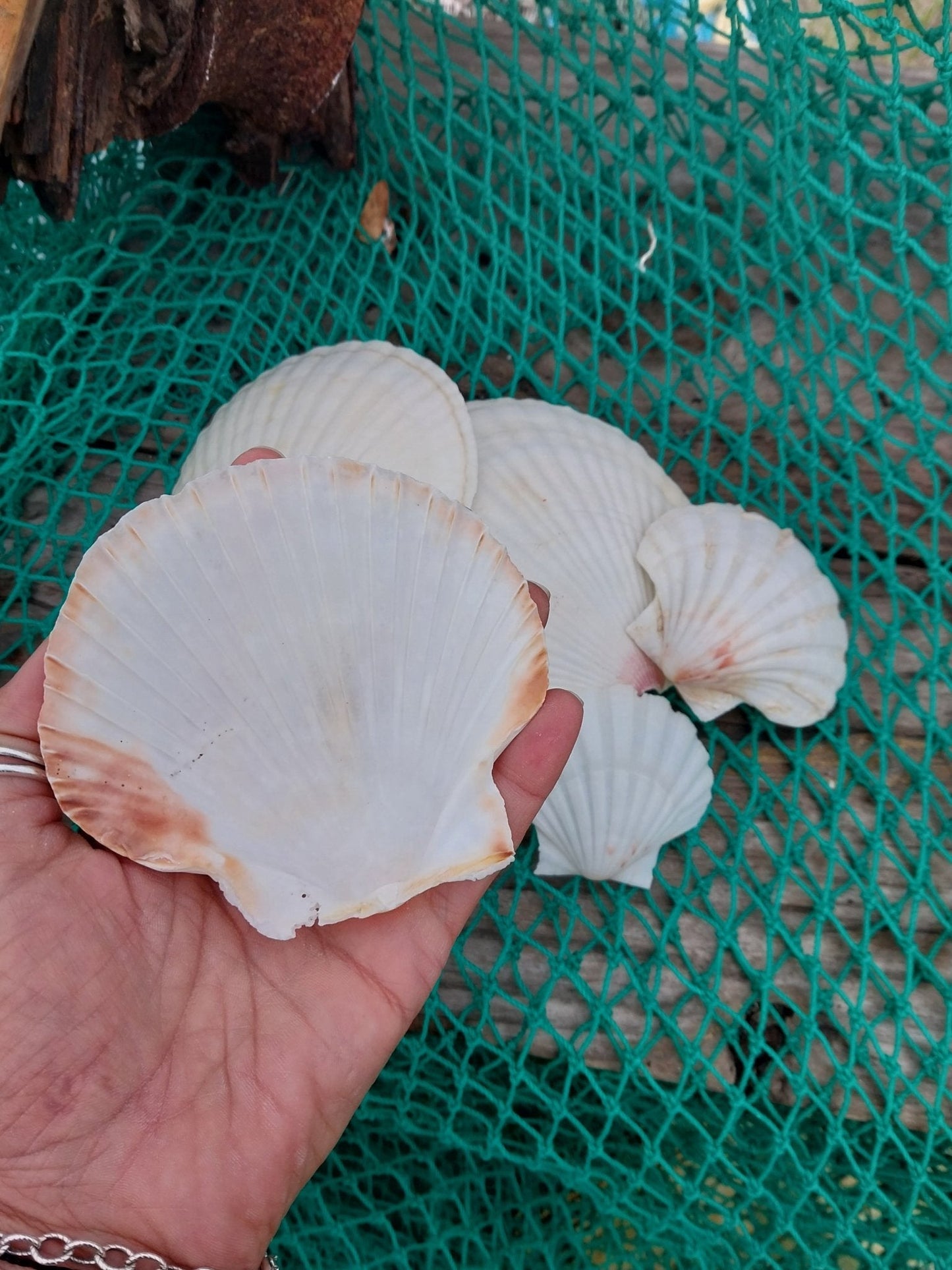 White Baking Scallop Shells