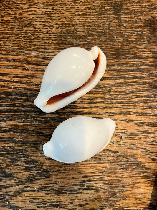 Small White Egg Cowrie Shell Ovula ovum