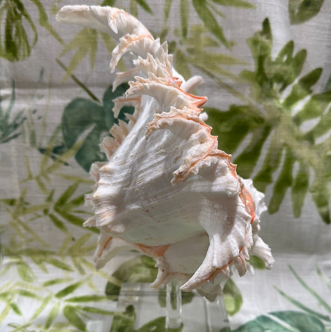 White & Pink Murex with Operculum Mounted Acrylic Stand (Chicoreus ramosus)
