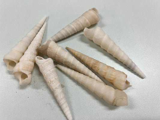 White Terebra Turritella Auger Shell