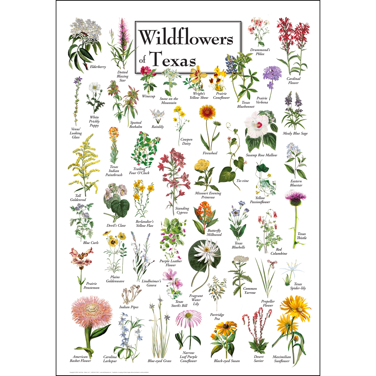 Wildflowers of Texas Poster – 19" x 27"