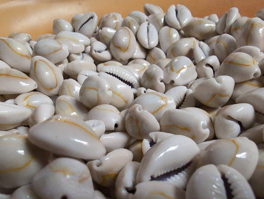 Yellow Ring Top Cowrie Shell (Grade A)