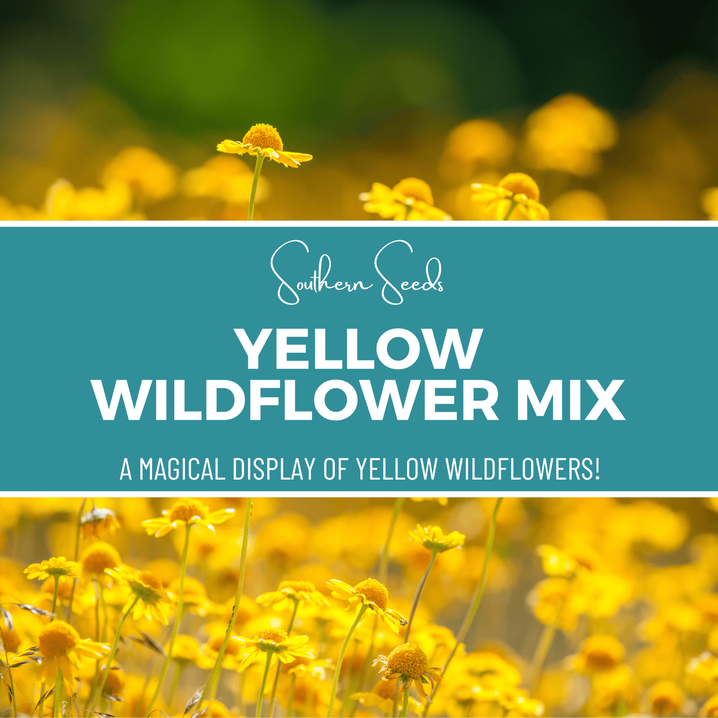 Yellow Wildflower Seed Mix – 1,000 Seeds