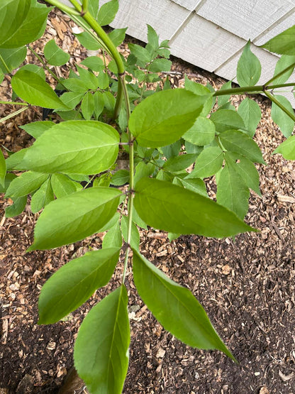 Common Elderberry ( Sambucus  Canadensis )