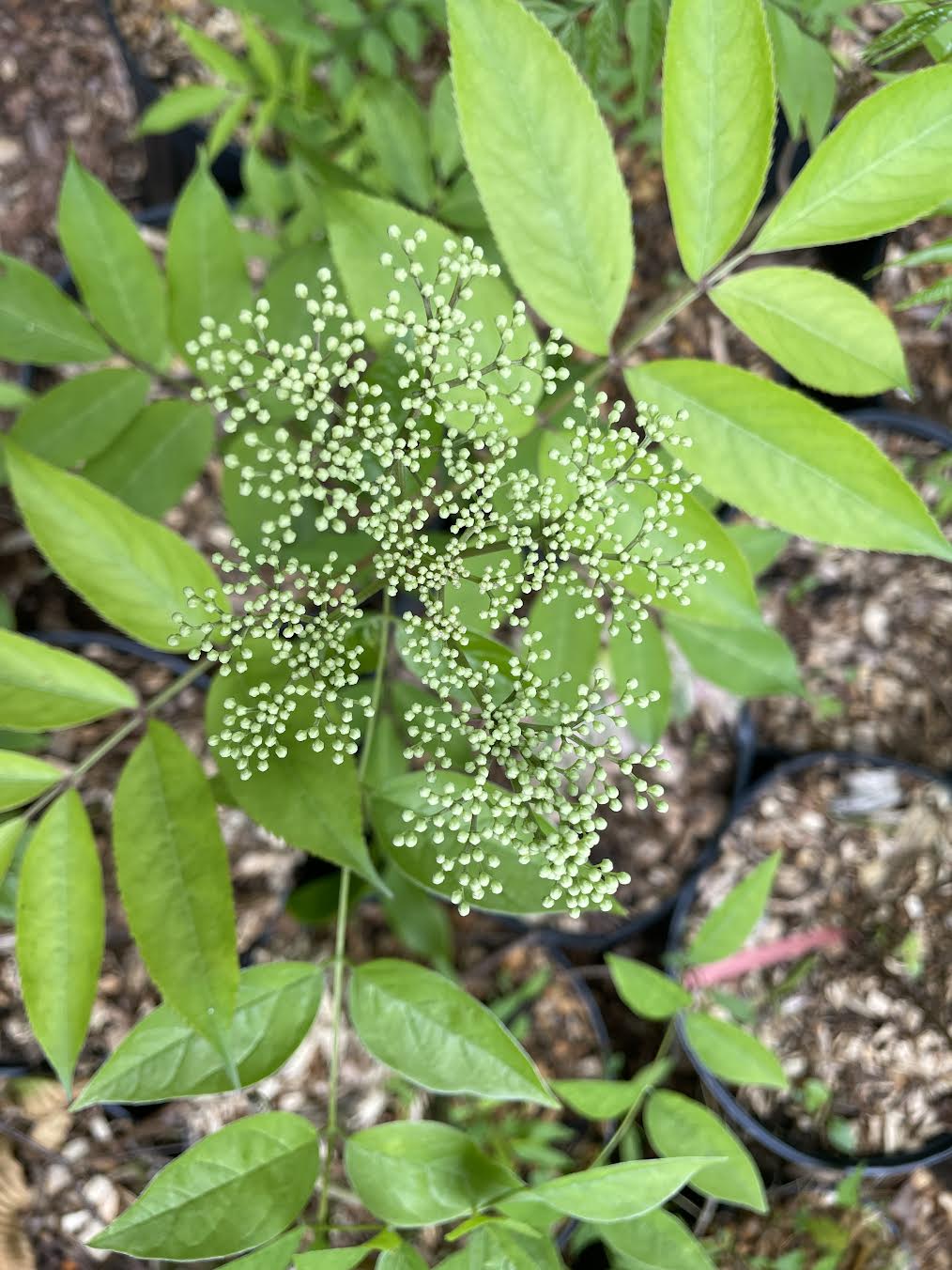 Common Elderberry ( Sambucus  Canadensis )