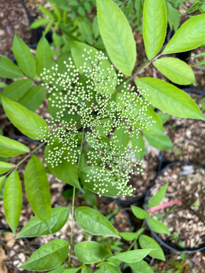 Common Elderberry ( Sambucus  Canadensis )