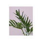 Green leafy plant against a light purple background