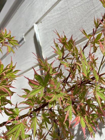 Beni Shichihenge Acer Palmatum Grafted