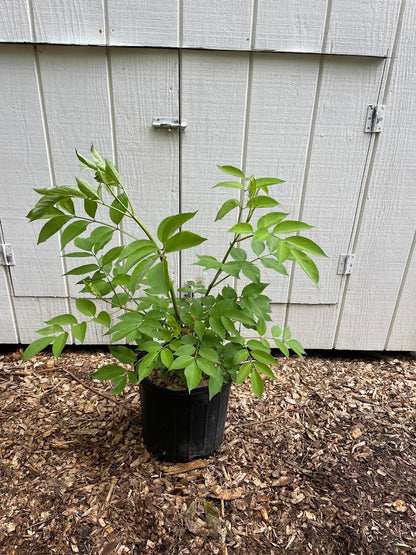 Common Elderberry ( Sambucus  Canadensis )