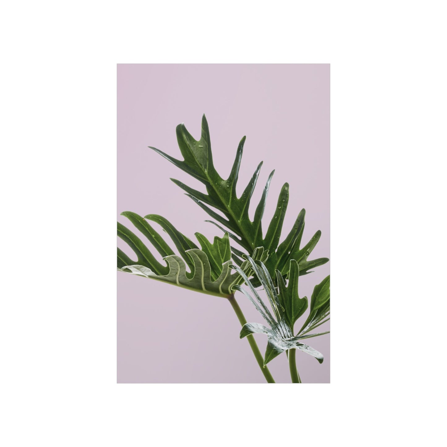 Green leafy plant on a light purple background