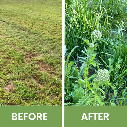 Yaak Yarrow 'Turf-Type' Seed