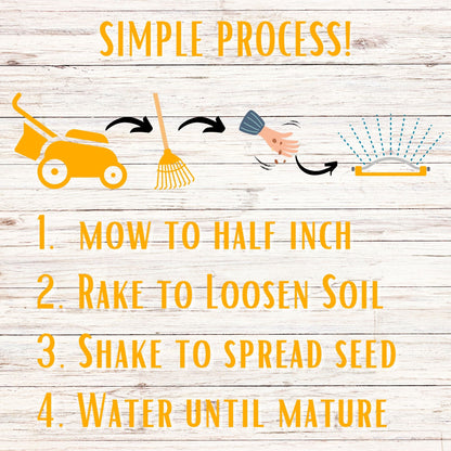 Yaak Yarrow 'Turf-Type' Seed