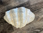 18" Large Giant tridacna gigas clam