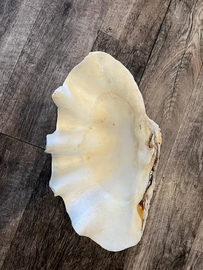 18" Large Giant tridacna gigas clam
