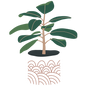 Rubber Tree Plant Sticker (clear)