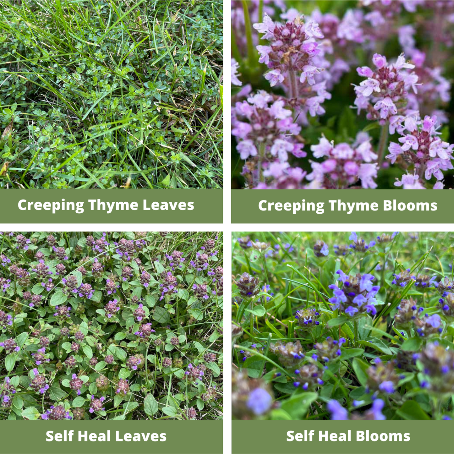 Easy Grow Micro Bee Lawn Eco-Friendly Kit