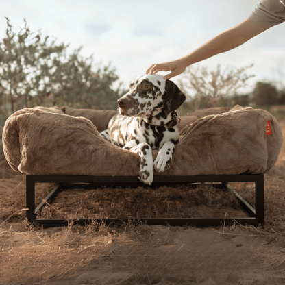 The FÜZI Dog Bed