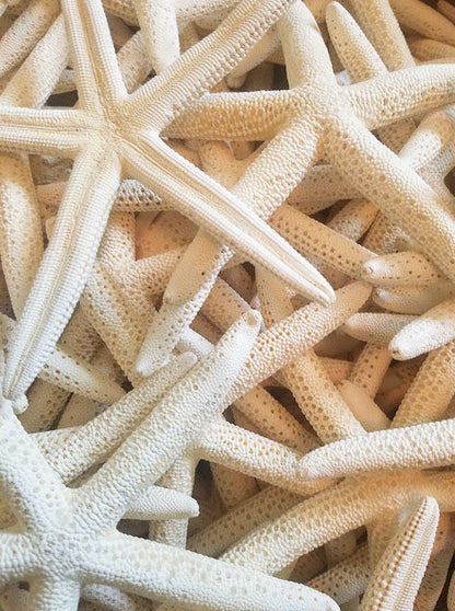White Pencil Finger Starfish 2-3", 3-4", 4-6"