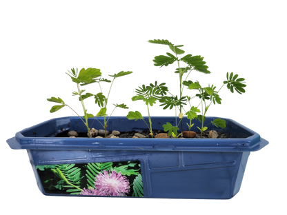 The Astounding Moving Plant Sprouter Terrarium