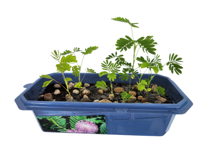 The Astounding Moving Plant Sprouter Terrarium