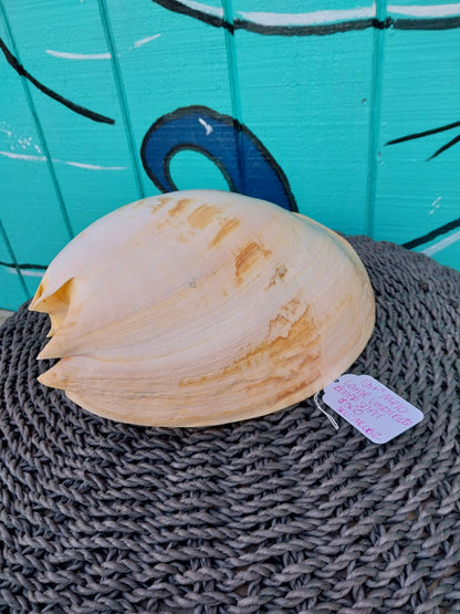 Extra Large Umbilicate Baler Melo Shell 12+'" Exact Shown