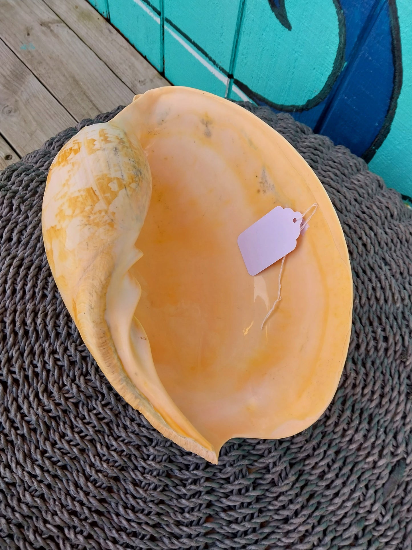 Extra Large Umbilicate Baler Melo Shell 12+'" Exact Shown