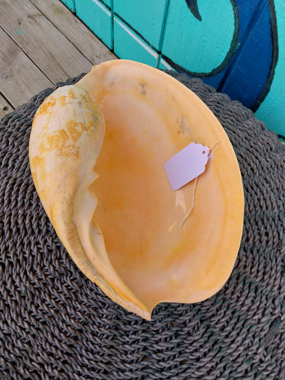Extra Large Umbilicate Baler Melo Shell 12+'" Exact Shown