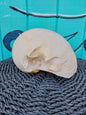 Extra Large Umbilicate Baler Melo Shell 11-12"-Exact Shown