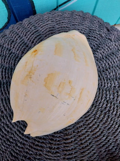 Extra Large Umbilicate Baler Melo Shell 11-12"-Exact Shown