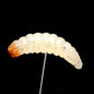 1" Realistic Waxworm "The Tater Bug"