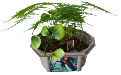 Dinosaur Domain Biosphere Terrarium