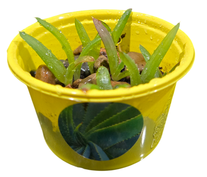 Eco Seed Sprouts 6 Variety Assortment Pack – 1 of Each