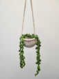 Hanging Pearl Plant