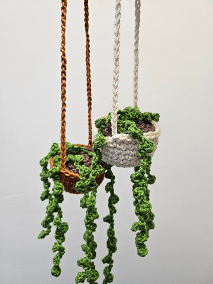 Hanging Pearl Plant