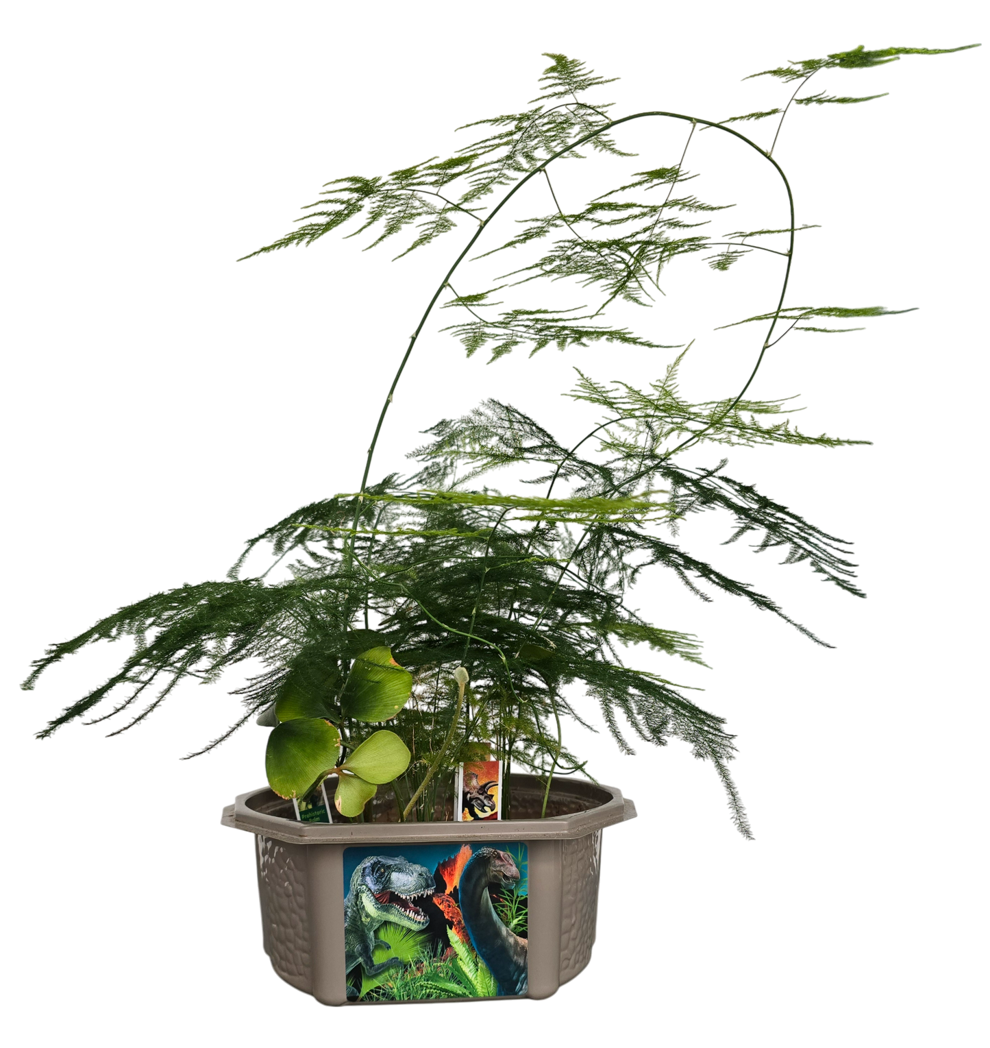 Dinosaur Domain Biosphere Terrarium